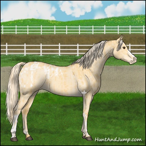 Horse Color:Palomino Dun Blanket and Palomino Dun Varnish