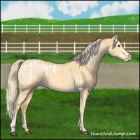 Horse Color:Palomino Dun Blanket  and Palomino Dun Varnish 