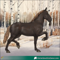 Horse Color:Liver Chestnut Rabicano 