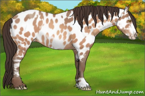 Horse Color:Sable Champagne Appaloosa and Sable Champagne Frame Appaloosa