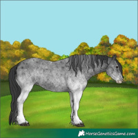 Horse Color:White Spotted Blue Roan 