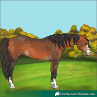 Horse Color:Bay 