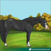 Horse Color:Black Sabino 