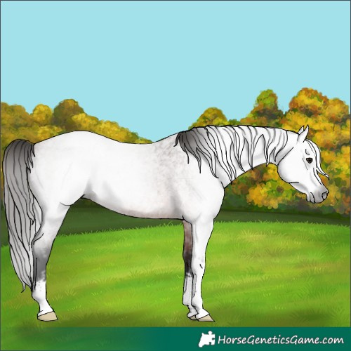 Horse Color:Gray Bay Roan Sabino 