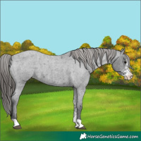 Horse Color:Blue Roan Sabino Appaloosa 