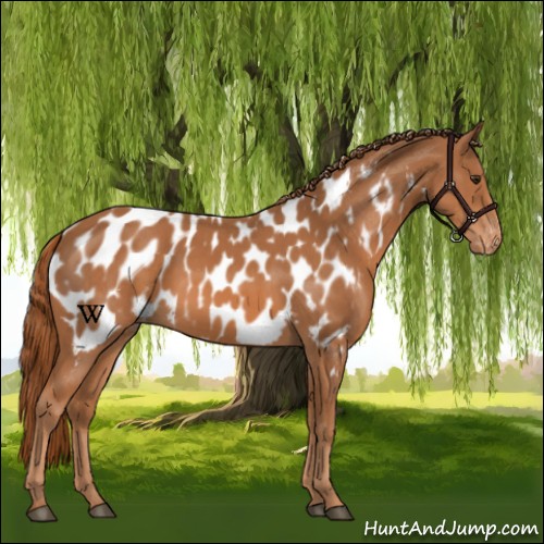 Horse Color:Chestnut Appaloosa 