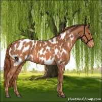 Horse Color:Chestnut Appaloosa 