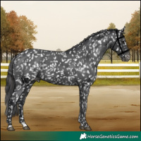 Horse Color:Black Appaloosa 