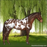 Horse Color:Liver Chestnut Appaloosa 