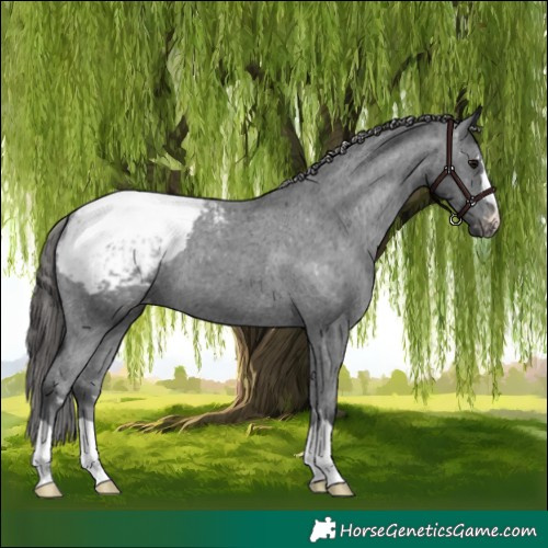 Horse Color:Black Appaloosa 