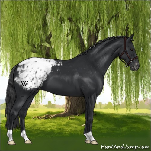 Horse Color:Black Appaloosa 