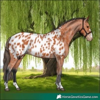 Horse Color:Bay Appaloosa 