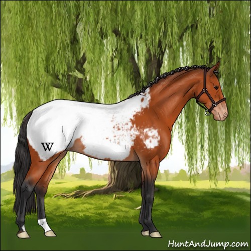 Horse Color:Bay Snowcap 