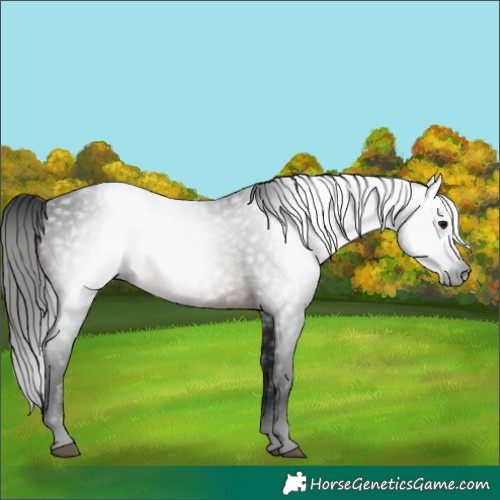 Horse Color:Gray White Spotted Brown