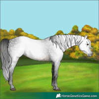 Horse Color:Gray White Spotted Brown 