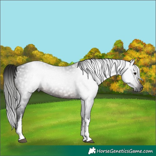 Horse Color:Gray White Spotted Brown 