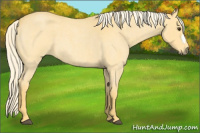 Horse Color:Palomino Roan 