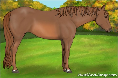 Horse Color:Chestnut 