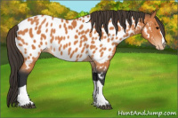 Horse Color:Bay Appaloosa 