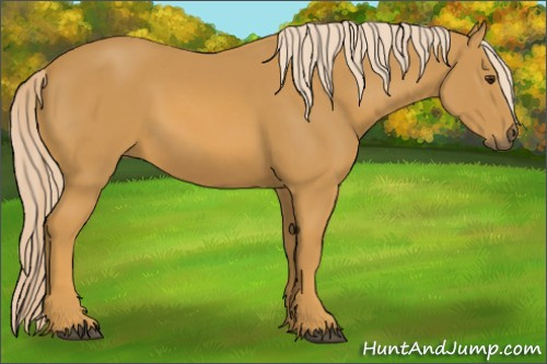 Horse Color:Palomino