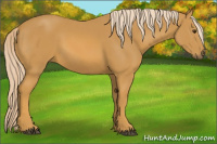 Horse Color:Palomino 