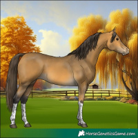 Horse Color:Buckskin Tobiano Rabicano