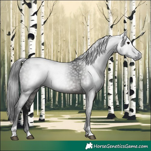 Horse Color:Gray White Spotted Brown Tobiano