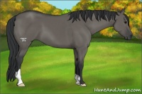 Horse Color:Grullo 