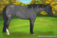 Horse Color:Blue Roan 
