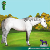 Horse Color:Gray Bay Tobiano 