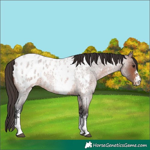 Horse Color:Brown Roan Sabino Blanket