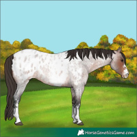 Horse Color:Brown Roan Sabino Appaloosa 