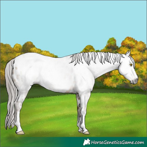 Horse Color:Gray Amber Champagne Sabino Near Leopard