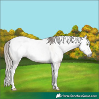 Horse Color:Gray Amber Champagne Dun Splash Tobiano Snowcap Rabicano 