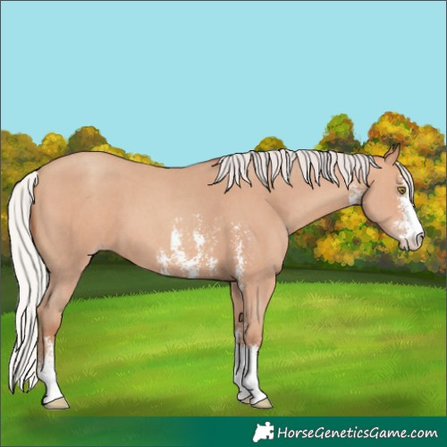 Horse Color:Silver Sable Champagne Sabino