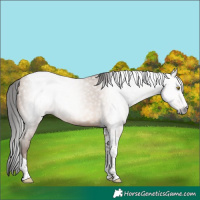 Horse Color:Gray Amber Champagne Tobiano 