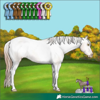 Horse Color:Amber Champagne Tobiano Varnish 