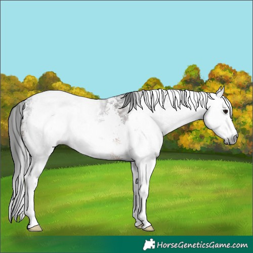 Horse Color:Gray Brown Sabino 