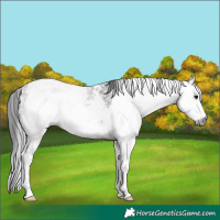 Horse Color:Gray Brown Sabino 