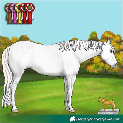 Horse Color:Gray Silver Amber Cream Champagne Roan Sabino Splash Appaloosa Rabicano 