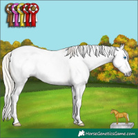 Horse Color:Gray Silver Amber Cream Champagne Roan Sabino Splash Snowcap Rabicano 