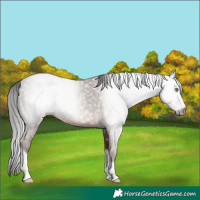 Horse Color:Gray Sable Champagne Tobiano Varnish 