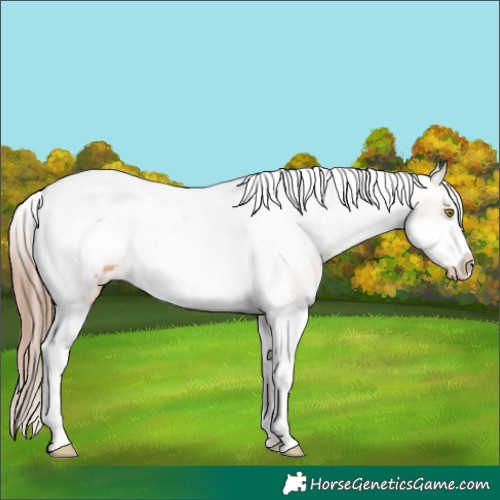 Horse Color:Amber Champagne Tobiano Frame Appaloosa 