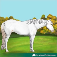 Horse Color:Amber Champagne Tobiano Frame Blanket 