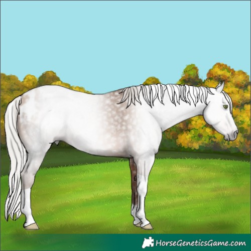 Horse Color:Gray Silver Amber Champagne Tobiano Appaloosa 