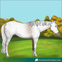 Horse Color:Gray Silver Amber Champagne Tobiano Appaloosa 