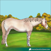 Horse Color:Red Onyx Appaloosa 