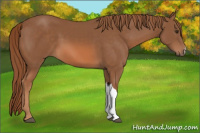 Horse Color:Chestnut 