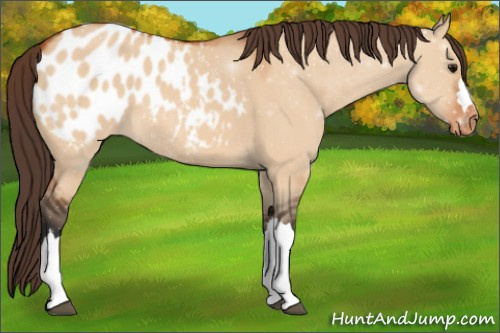 Horse Color:Bay Dun Appaloosa 