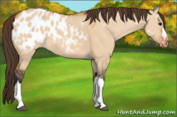 Horse Color:Bay Dun Appaloosa 
